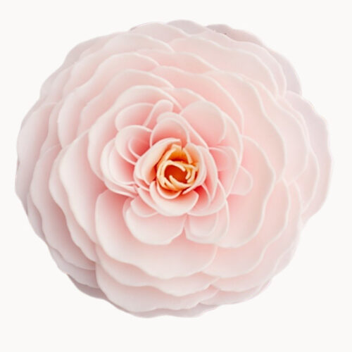 Cherry Blossom Heirloom Rose