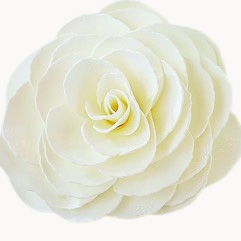 Graceful Day Gardenia